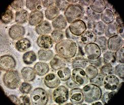 Attēlu rezultāti vaicājumam “Licea chelonoides macro”