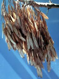 Attēlu rezultāti vaicājumam “Fraxinus excelsior fruit”