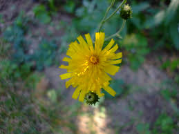 Attēlu rezultāti vaicājumam “Hieracium umbellatum bud”
