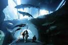 DUBAI: Mall shoppers shocked as massive SHARK TANK cracks - latimes.