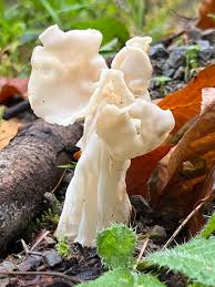 Attēlu rezultāti vaicājumam “Helvella crispa”