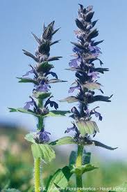 Attēlu rezultāti vaicājumam “Ajuga genevensis”