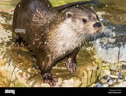 Attēlu rezultāti vaicājumam “Lutra lutra”