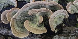 Attēlu rezultāti vaicājumam “Stereum fasciatum”