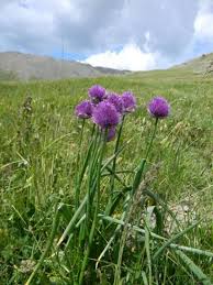 Image result for Allium schoenoprasum