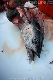 Image result for Thunnus alalunga