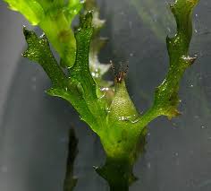 Attēlu rezultāti vaicājumam “Najas marina leaf”