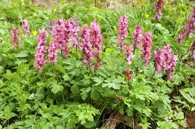 Attēlu rezultāti vaicājumam “Corydalis cava”