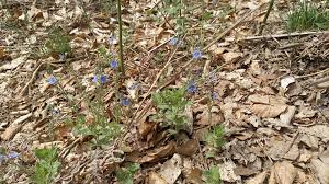 Attēlu rezultāti vaicājumam “Veronica chamaedrys leaf”