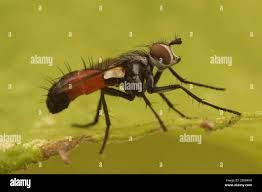 Attēlu rezultāti vaicājumam “Cylindromyia sp.”