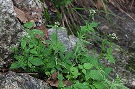 Attēlu rezultāti vaicājumam “Valerianaceae”