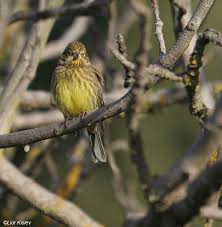 Attēlu rezultāti vaicājumam “Emberiza citrinella juvenile”