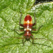 Attēlu rezultāti vaicājumam “Closterotomus biclavatus nymph”