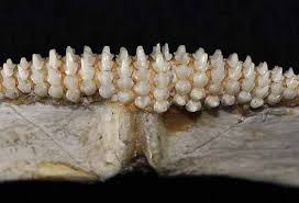 Image result for Rostroraja eglanteria