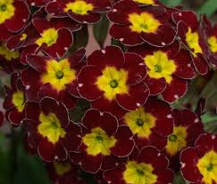 Attēlu rezultāti vaicājumam “Primula x polyantha”