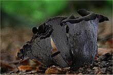 Attēlu rezultāti vaicājumam “Cratarellus cornucopioides”