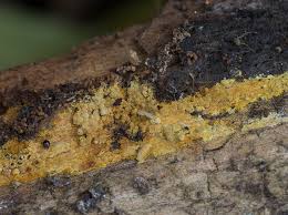 Attēlu rezultāti vaicājumam “Crustoderma dryinum”