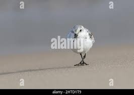 Attēlu rezultāti vaicājumam “Calidris alba adult”