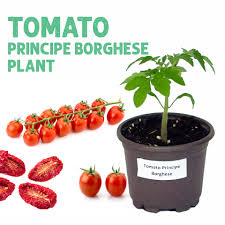 Afbeeldingsresultaat voor principe borghese tomato
