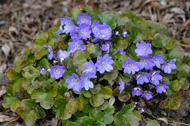 Attēlu rezultāti vaicājumam “Hepatica nobilis flower”