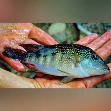 Attēlu rezultāti vaicājumam “Cribraria piriformis young”