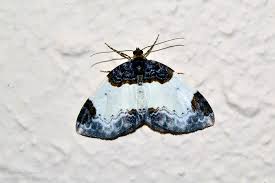 Attēlu rezultāti vaicājumam “Mesoleuca albicillata”