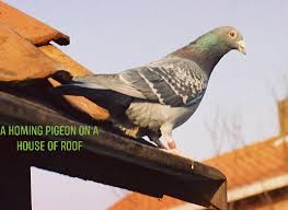 Attēlu rezultāti vaicājumam “Columba livia f. domestica adult”