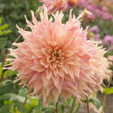 Image result for Dahlia x pinnata `Decorative Giants`