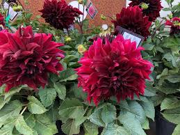 Image result for Dahlia hybrid.