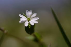 Attēlu rezultāti vaicājumam “Stellaria uliginosa”
