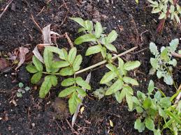 Attēlu rezultāti vaicājumam “Angelica palustris”