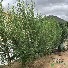 Attēlu rezultāti vaicājumam “Populus simonii”