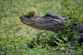 Image result for Alligator mississippiensis