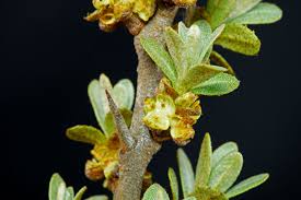 Attēlu rezultāti vaicājumam “Hippophae rhamnoides male flower”