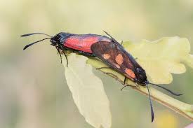 Attēlu rezultāti vaicājumam “Zygaena viciae”