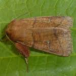 Attēlu rezultāti vaicājumam “Mythimna turca”