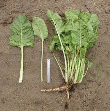 Image result for Beta vulgaris