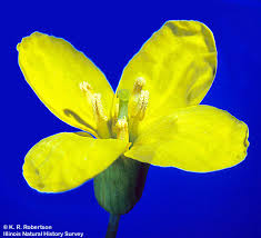 Attēlu rezultāti vaicājumam “Cruciferae”