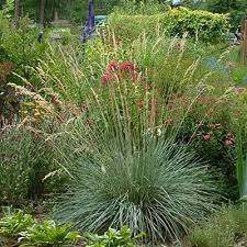 Attēlu rezultāti vaicājumam “Helictotrichon pratense leaf”