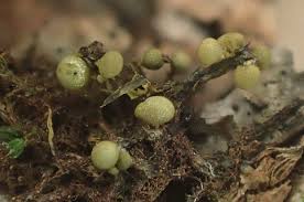 Attēlu rezultāti vaicājumam “Hemitrichia sordivesiculosa macro”