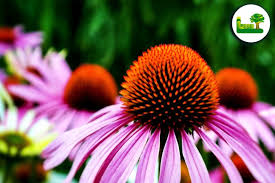 Image result for roter Sonnenhut