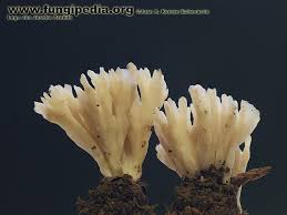 Attēlu rezultāti vaicājumam “Tremellodendropsis tuberosa”