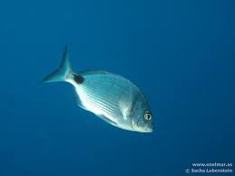 Image result for Diplodus cadenati