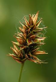 Attēlu rezultāti vaicājumam “Carex globularis”