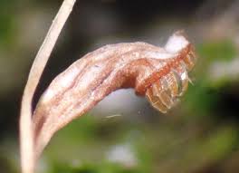 Attēlu rezultāti vaicājumam “Funaria hygrometrica sporophyte”