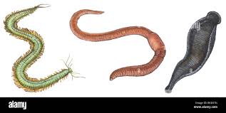 Attēlu rezultāti vaicājumam “Annelides”