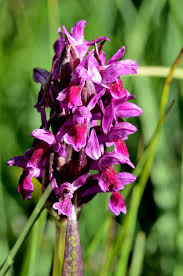 Attēlu rezultāti vaicājumam “Dactylorhiza cruenta flower”