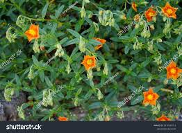 Attēlu rezultāti vaicājumam “Helianthemum x hybridum flower”