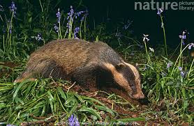 Attēlu rezultāti vaicājumam “Meles meles adult”