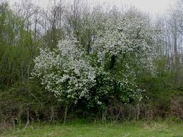 Attēlu rezultāti vaicājumam “Malus sylvestris”